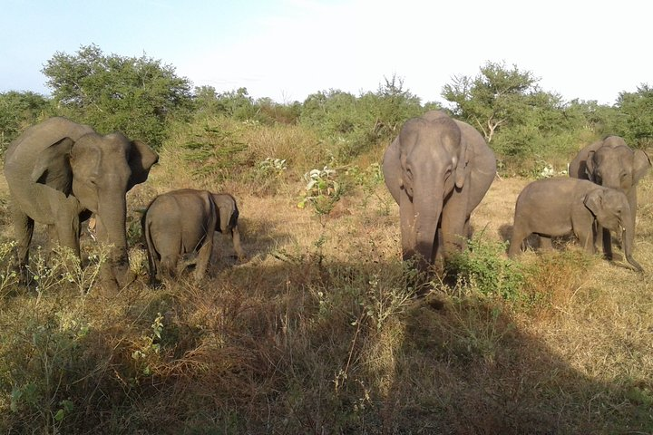 Udawalawe National Park Jeep Safari & Elephant Transit Home- One Day Trip - Photo 1 of 12